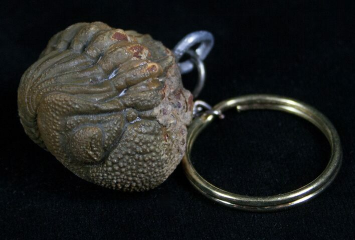 Real Phacops Trilobite Keychain #4725